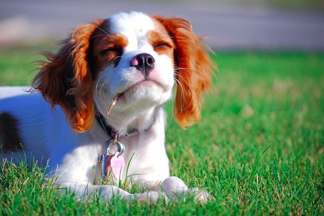 Cavalier King Charles Puppy in the grass