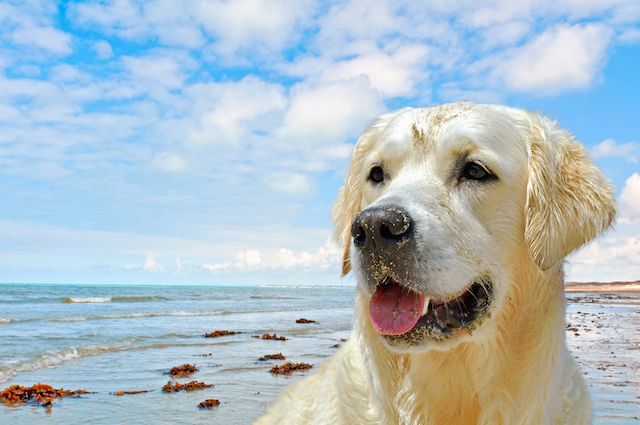 5 Lições de um Cachorro para Superar os Desafios da Vida